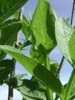 Remedio medicinal contra las cicatrices de heridas