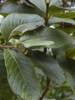 Remedios naturales para combatir las convulsiones