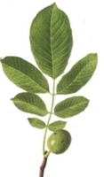 Remedio natural para combatir el herpes