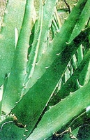 Remedio casero para desinflamar la piel