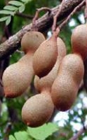Para que es bueno el tamarindo