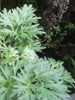 Hierbas curativas: planta medicinal ajenjo