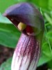Plantas medicinales: Planta Ar�saro o Serpentarea o dragontea menor
