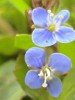 Ver�nica acu�tica, becabunga, hierba azul, ver�nica berrena
