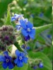 Planta borraja y sus usos medicinales