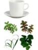 Hierbas para el resfriado, plantas para el resfriado