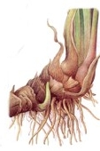 Plantas medicinales para combatir el estre�imiento