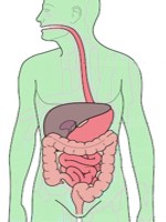 Qu es la digestin de los alimentos