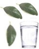 Hojas de aguacate para hacer un digestivo natural