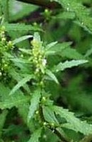 Para que sirve el epazote como planta medicinal, usos medicinales del epazote, beneficios del epazote