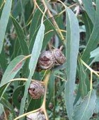 Beneficios de la planta eucalipto