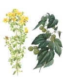 Hierbas medicinales para combatir depresi�n