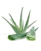 El aloe vera en la belleza natural