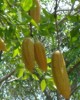 Remedio natural para problemas del ri��n
