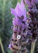 Beneficios medicinales de la lavanda o espliego