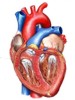 Definición de la cardiopatía reumática