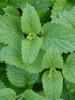 Beneficios de la planta melisa