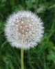 Para qu� sirve el t� de diente de le�n como planta medicinal
