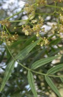 Remedios naturales para la gonorrea