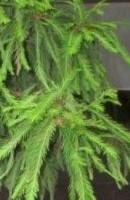 Remedios naturales para combatir la bronquitis