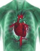 A que se deben las enfermedades cardiovasculares