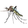 Cómo se puede prevenir el dengue