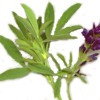Remedios con alfalfa verde (Medicago sativa)