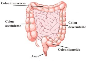 Colon sano y limpio