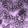 Transmici�n de la hepatitis B y C