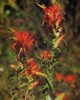 Hierba capitaneja (castilleja tenuiflora)