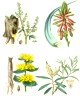C�mo se usan las plantas medicinales