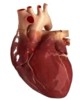 Cuáles son los circunstancias de riesgo para el corazón