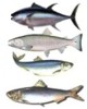 Los pescados con más omega 3