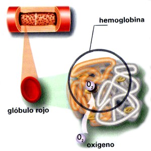 Imagen de la hemoglobina