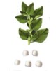 Usos medicinales del boldo como planta curativa