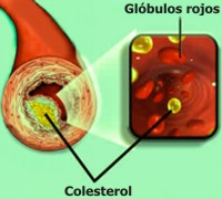 Importancia del colesterol en nuestro organismo