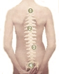Huesos que forman y componen la espalda