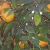Usos medicinales del naranjo