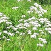 Sirve la valeriana para dormir