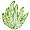 Usos medicinales de las algas marinas