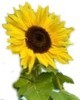 Bondades del girasol para remedios caseros