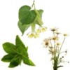 Plantas que ayudan para el insomnio de beb�s