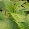 Beneficios y propiedades del tabaco natural para la salud