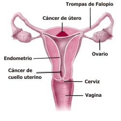 Se hereda el cncer cervicouterino o de ovario?