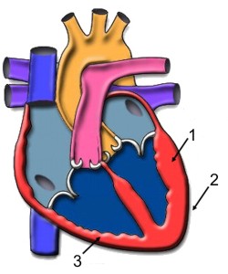 Cul es el msculo cardiaco