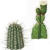 Propiedades del cactus y cómo preparar cactus