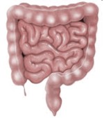 �Qu� es el intestino perezoso?