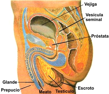 Cuáles son las partes y funciones del aparato reproductor masculino