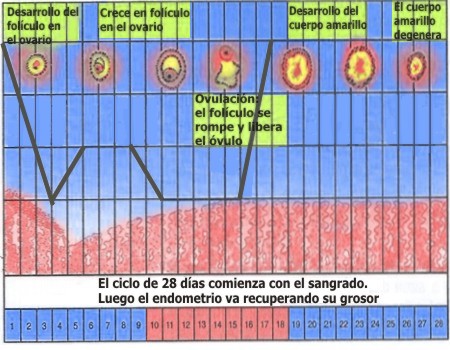 Qué sucede en el periodo menstrual de una mujer y cómo ocurre
