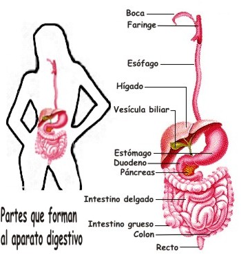 Qué función cumple y de qué se encarga el aparato digestivo